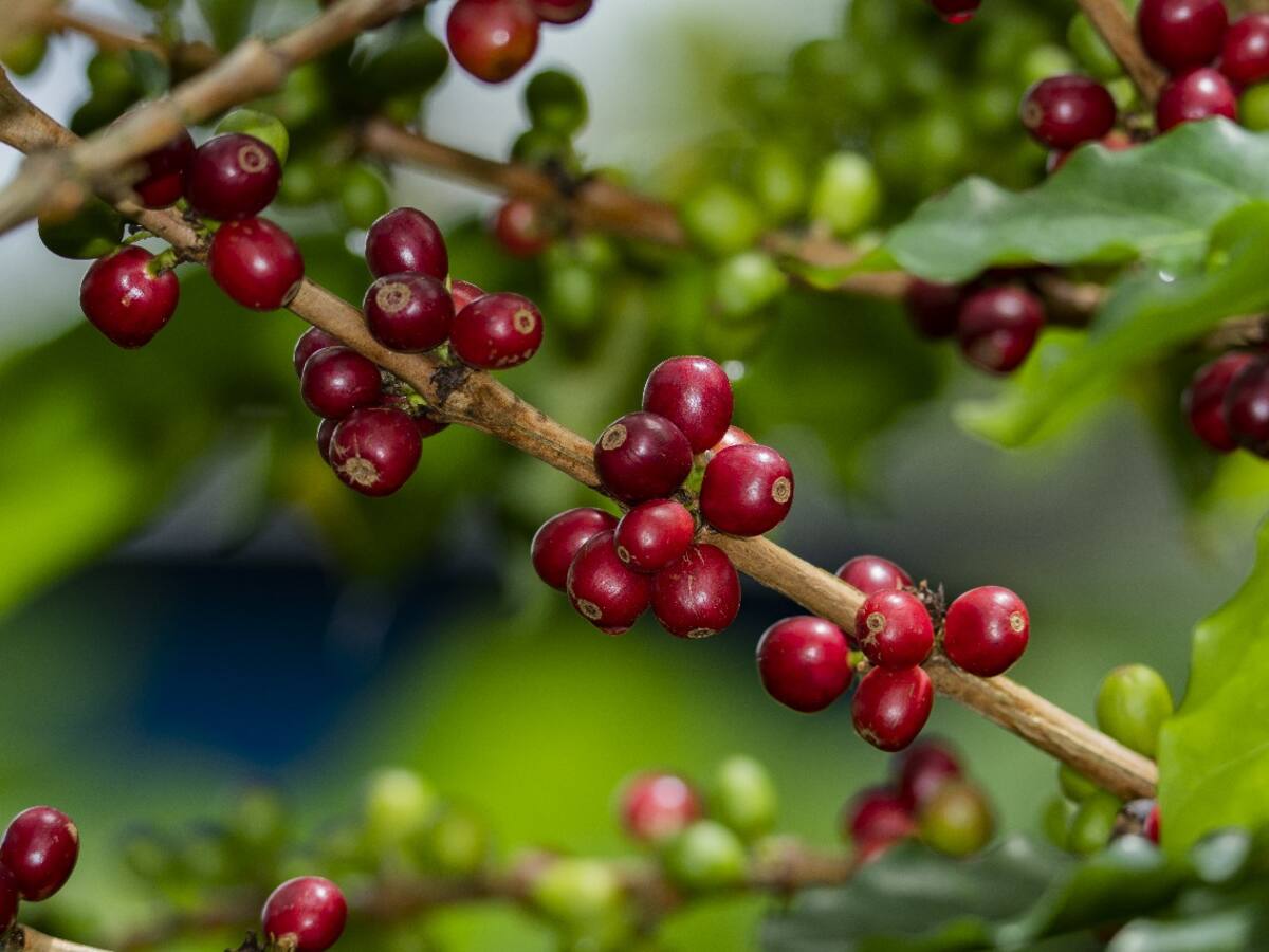 El sector agropecuario del Huila debe apuntarle a la producción climáticamente inteligente