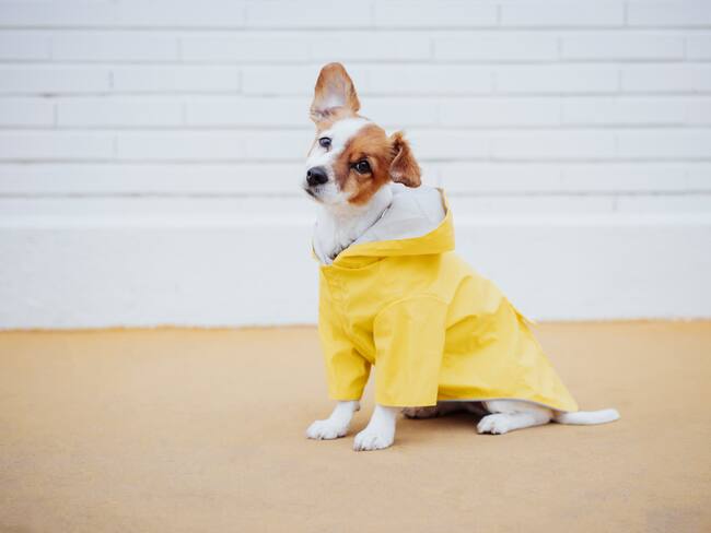 Problemas respiratorios, cardiacos y cruces entre razas son los principales factores para que estas mascotas no sean longevas / Foto: GettyImages