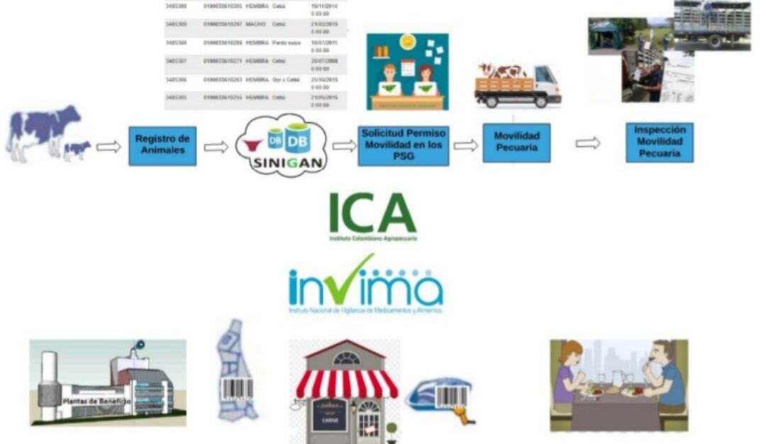 Sistema de funcionamiento de control de movilidad pecuaria y alimentos cárnicos.