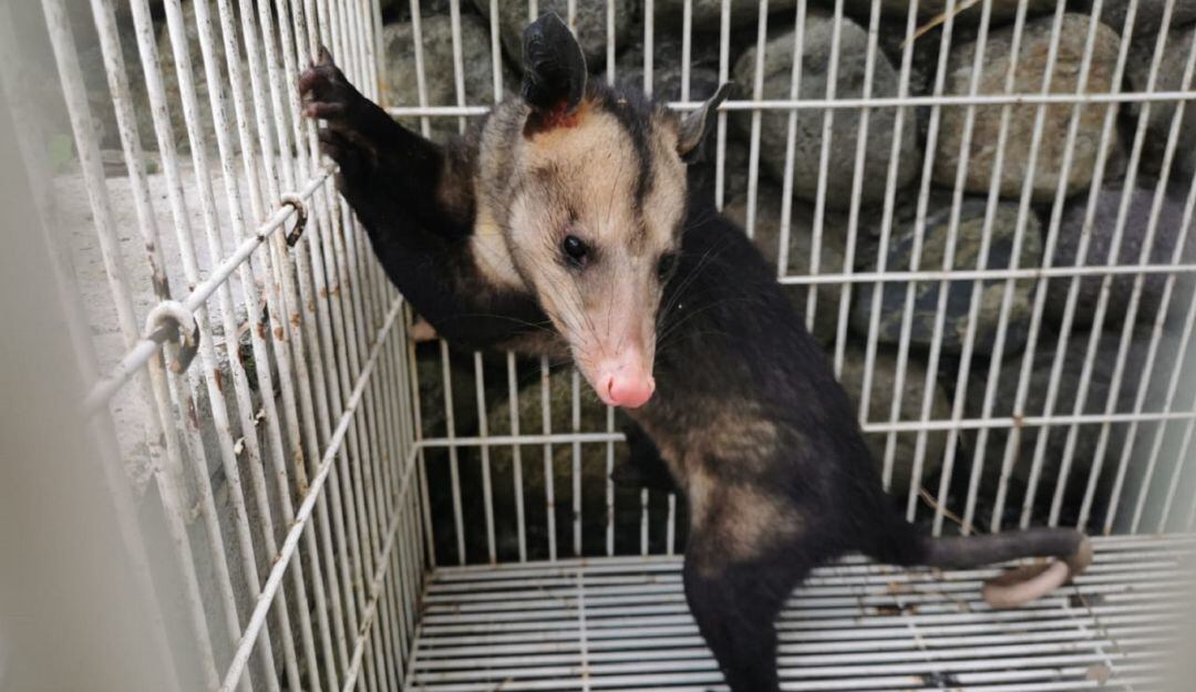 Especie rescatada en Villamaría