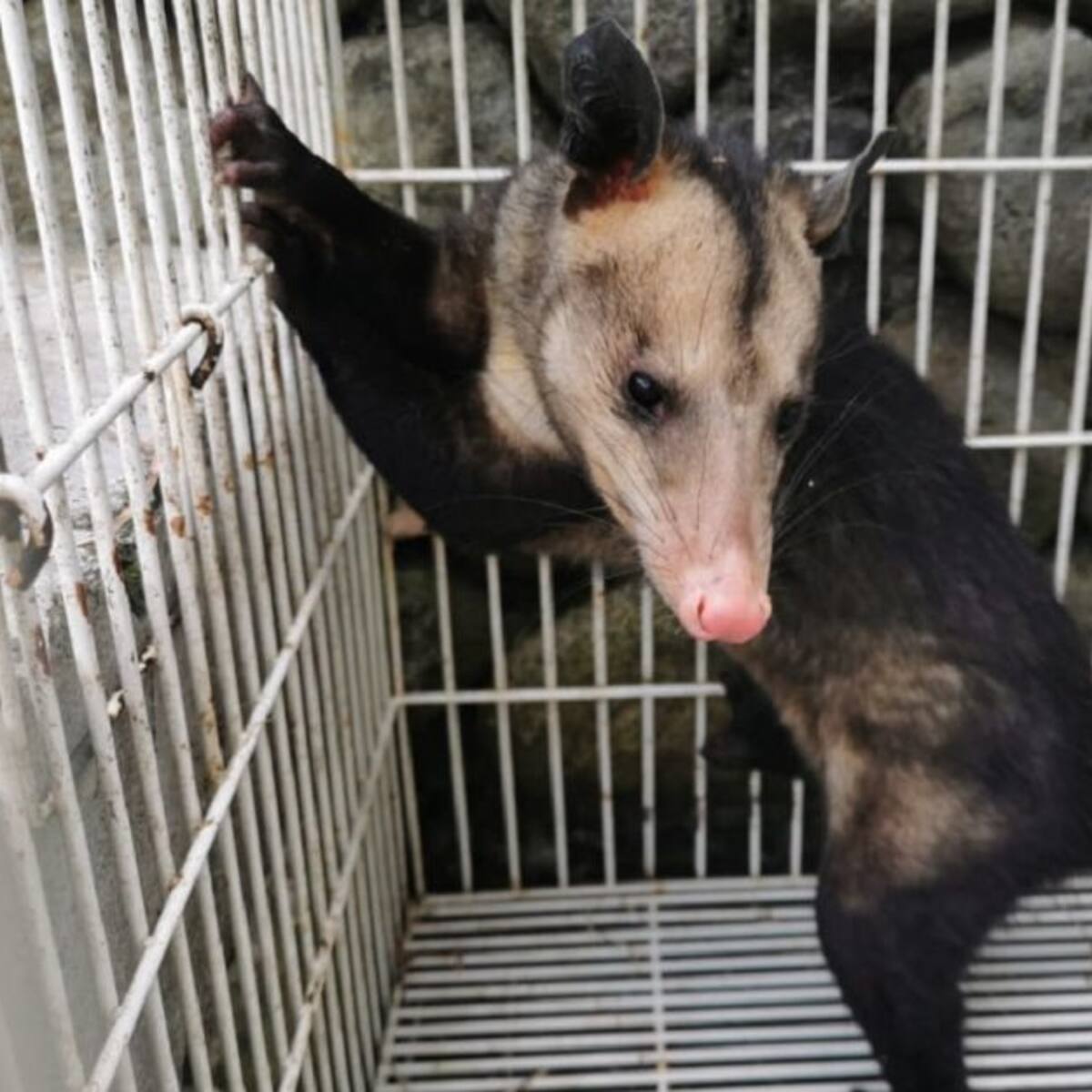 Rescatada especie exótica en un parque de Villamaría