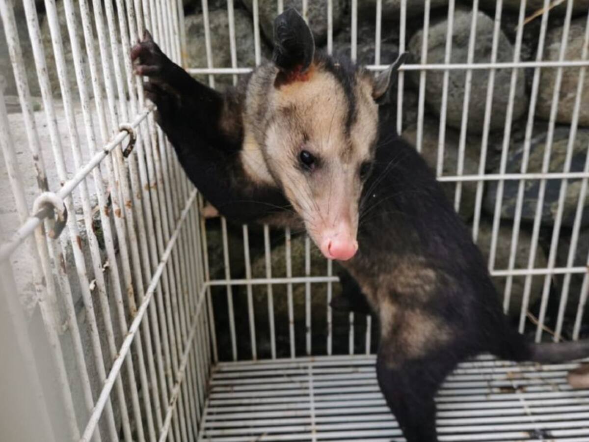 Rescatada especie exótica en un parque de Villamaría