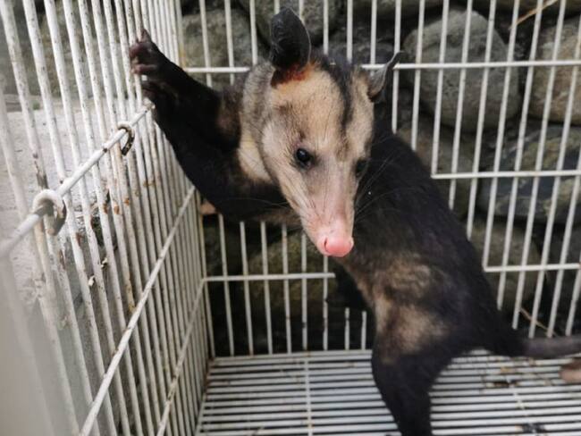 Especie rescatada en Villamaría