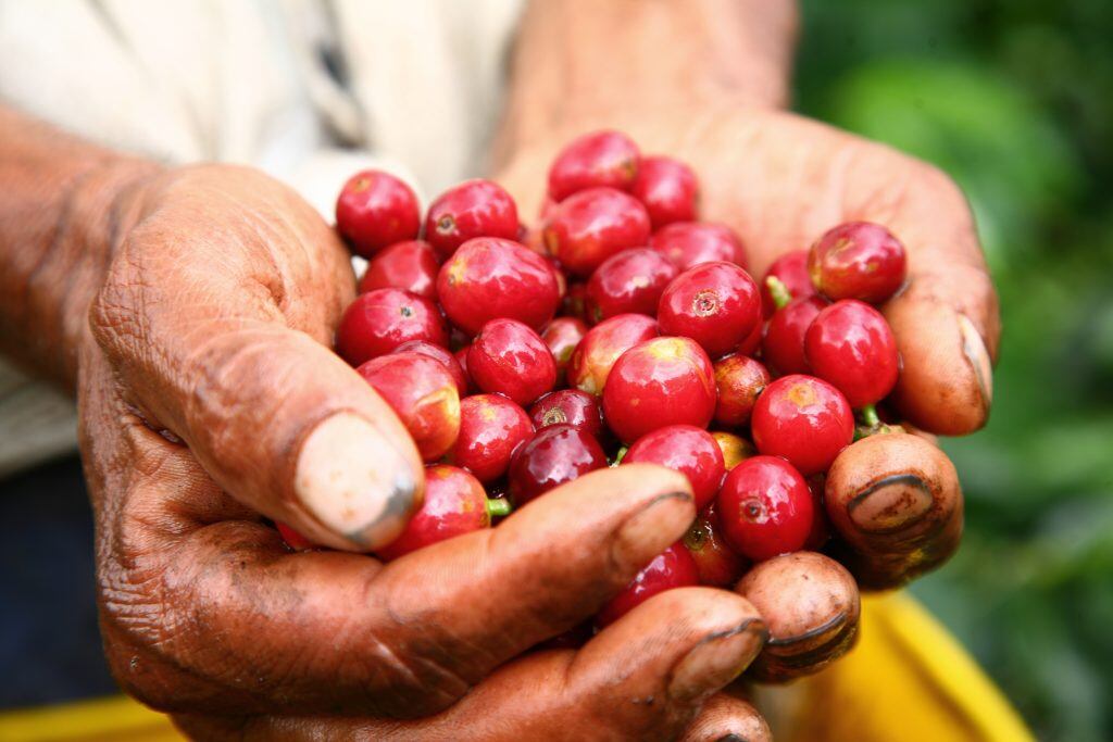 Cosecha cafetera / Foto de referencia