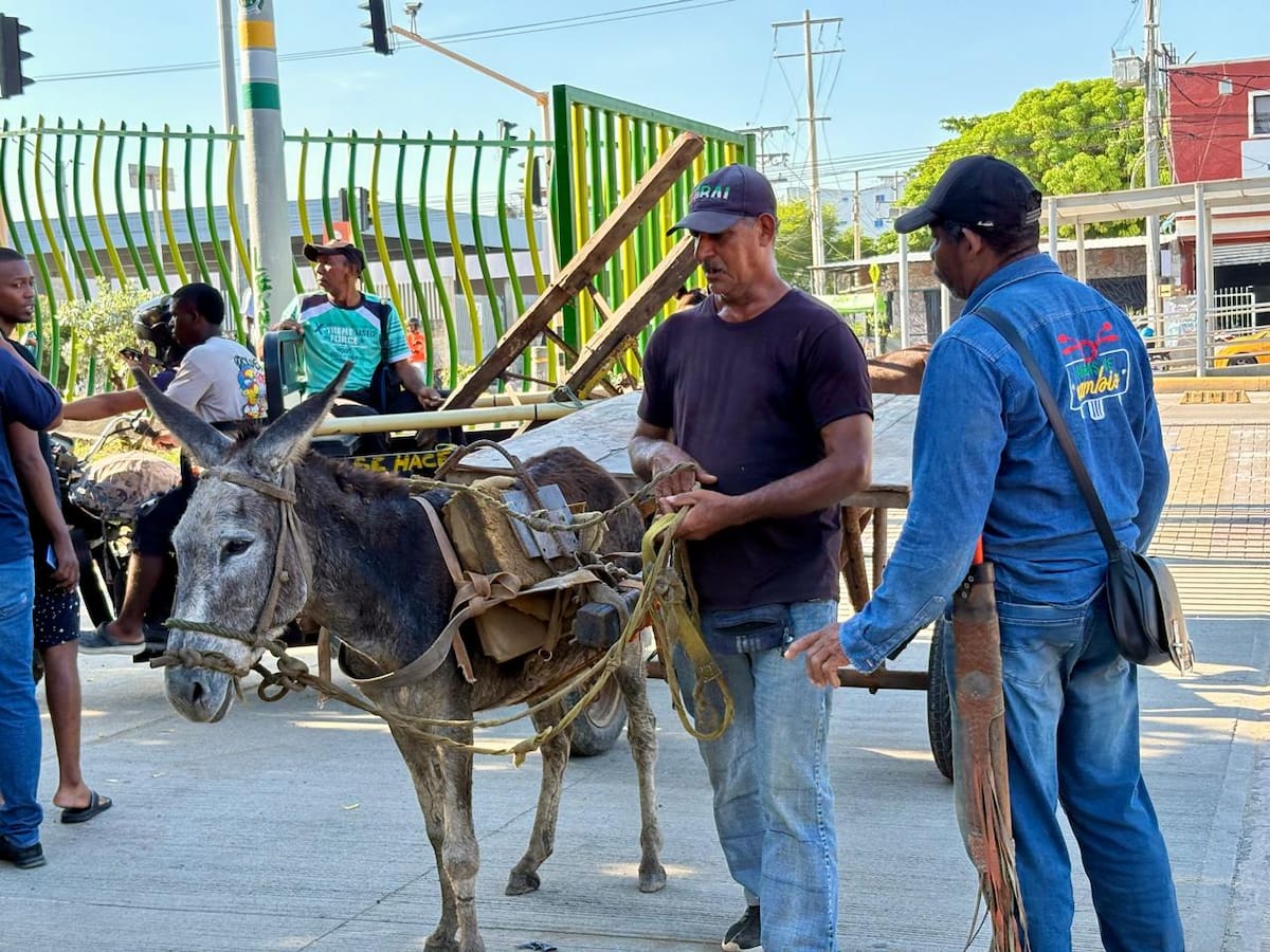 62 Carromuleros entregaron sus animales para recibir nuevos vehículos en Cartagena