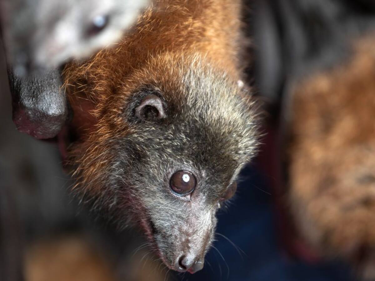 Incluso los murciélagos mantienen distanciamiento social si están enfermos