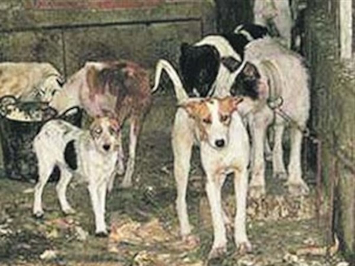 Encuentran más de 50 perros que serían empleados en un restaurante chino de Cartagena