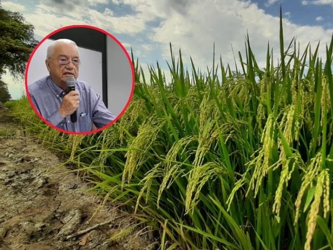 Rafael Hernández, gerente de Fedearroz