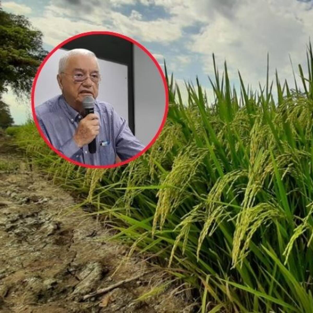 Arroceros trabajan para mitigar efectos del cambio climático