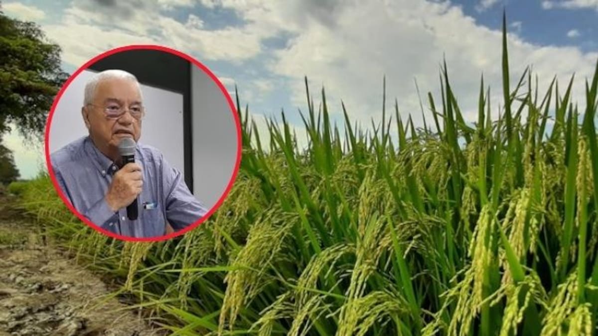 Denuncian falsas solicitudes de proyectos y suministros a nombre de Fedearroz en Tolima
