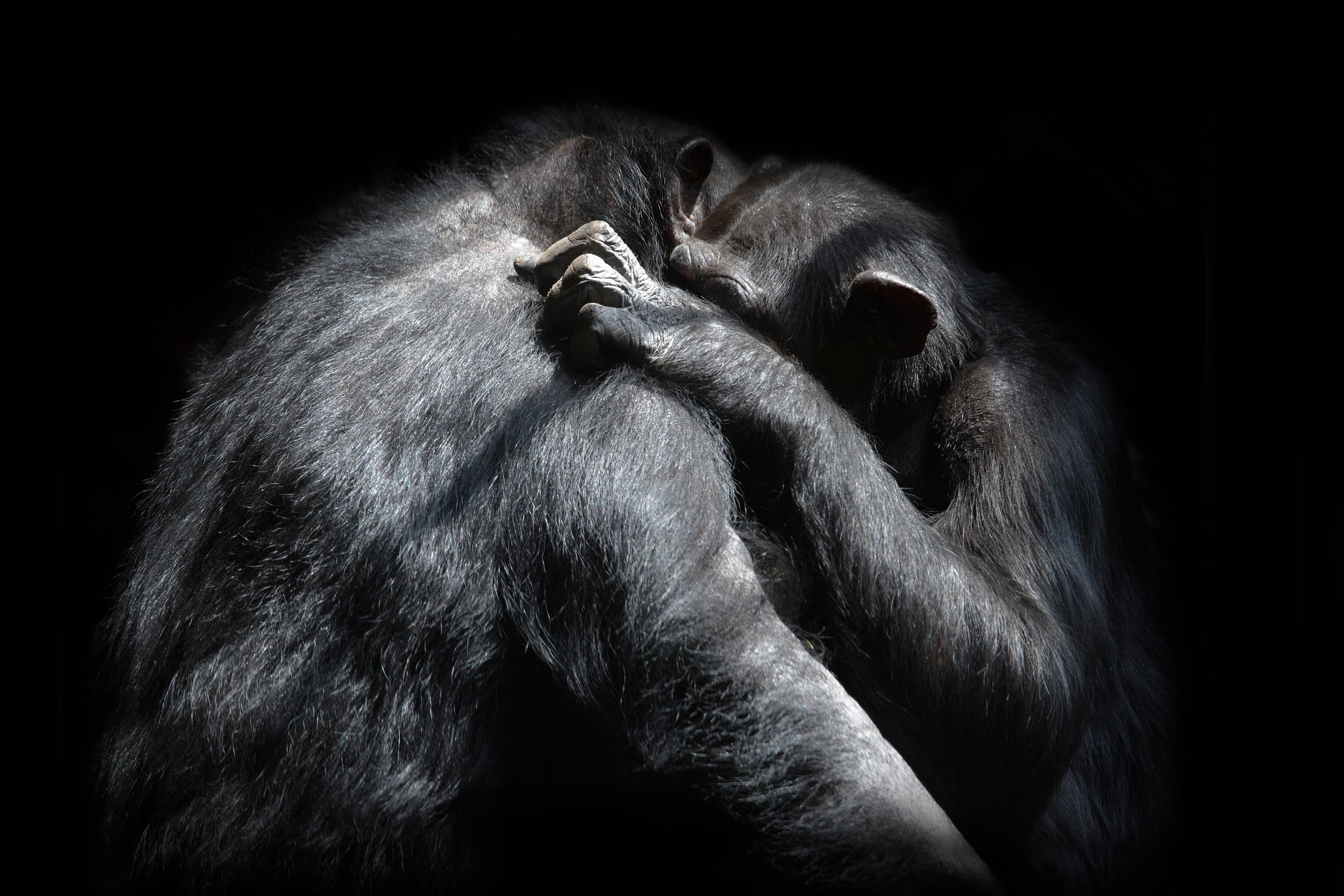 love and compaChimpancés - Getty Images nionship