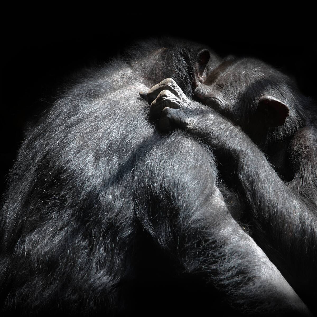 Video | Las últimas imágenes de los chimpancés que se escaparon de Ukumarí y fueron sacrificados