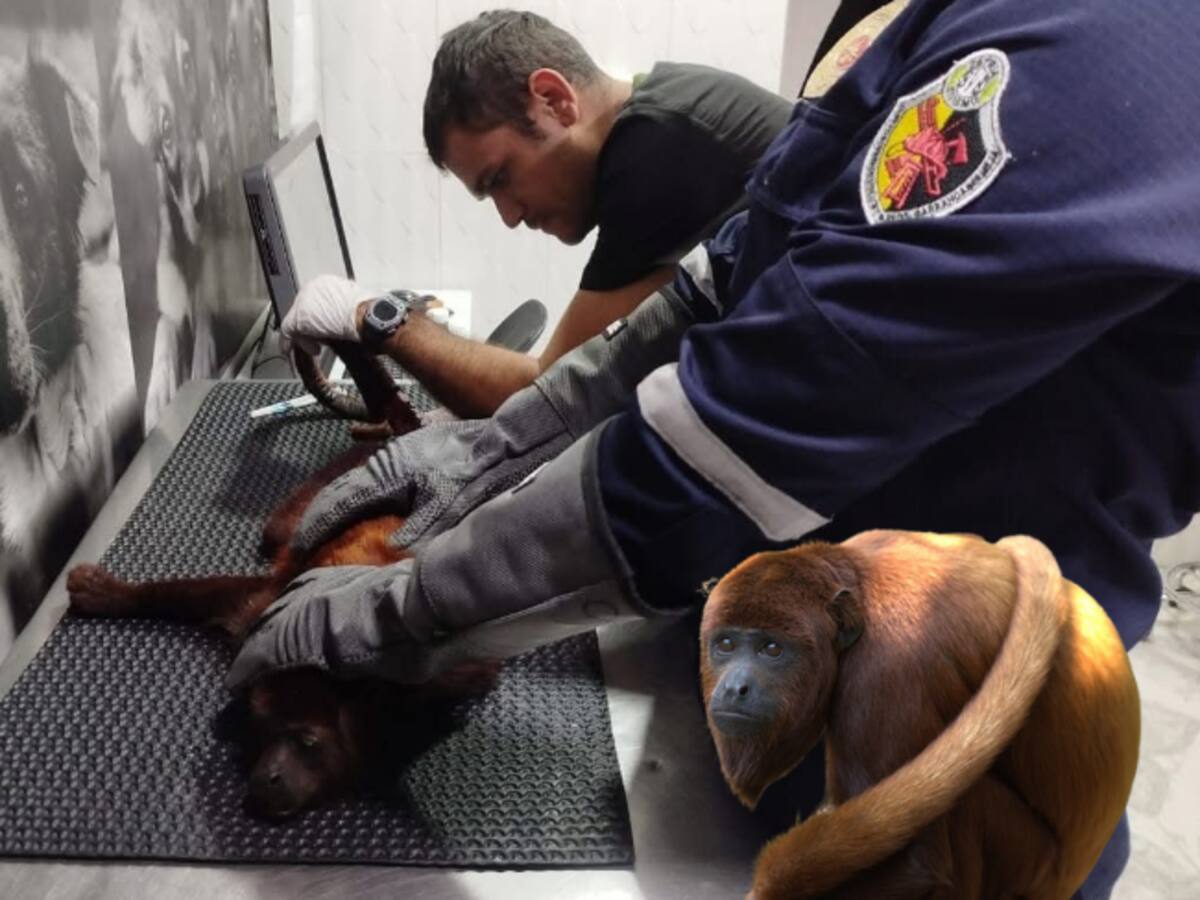 Falleció mono aullador por maltrato animal en Barrancabermeja
