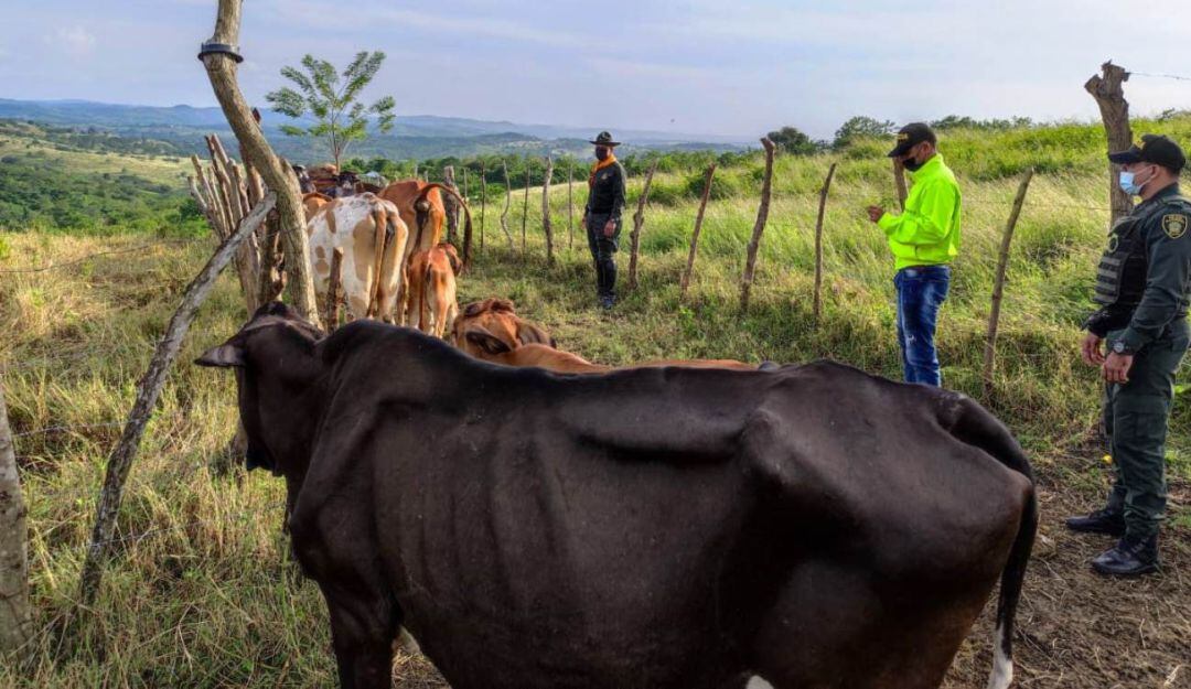 14 reses que habían sido sacadas de una finca en Arjona, eran transportadas en camiones que fueron ubicados en una finca de El Carmen de Bolívar