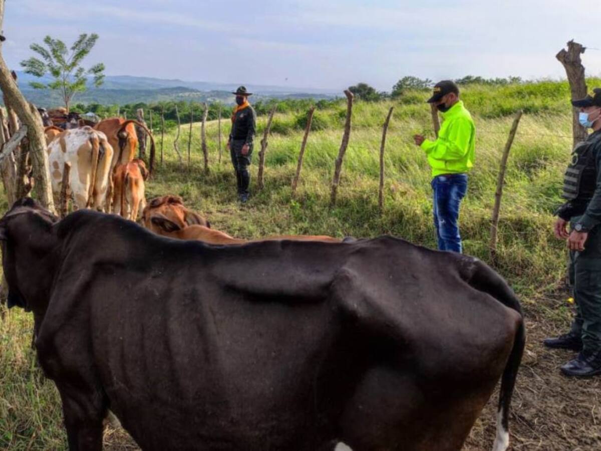 Recuperan lote de ganado que había sido hurtado en el norte de Bolívar