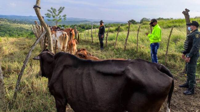 14 reses que habían sido sacadas de una finca en Arjona, eran transportadas en camiones que fueron ubicados en una finca de El Carmen de Bolívar