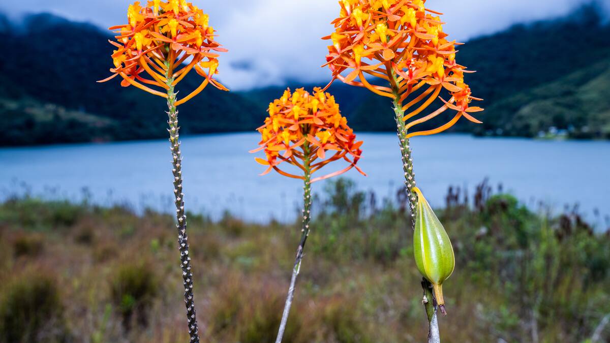 Regresa la Exposición Nacional de Orquídeas en su vigésima edición