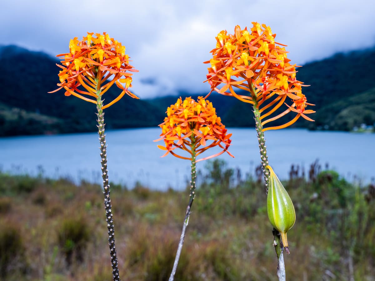 Regresa la Exposición Nacional de Orquídeas en su vigésima edición