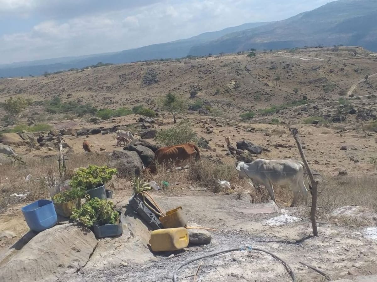 Crisis de agua en Los Santos: hay pérdida de cultivos y animales muertos por falta de carrotanques
