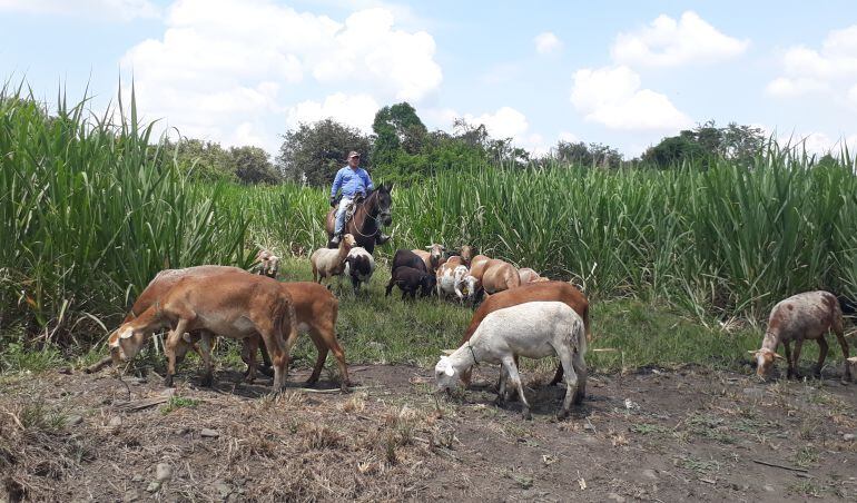 Ovinas retirando la maleza