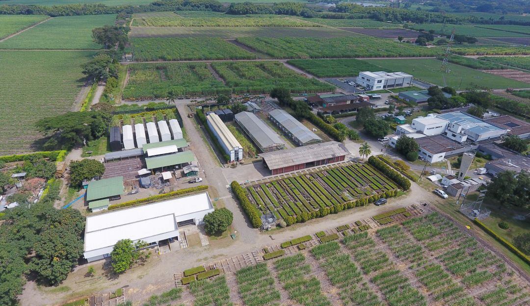 Panorámica de Cenicaña