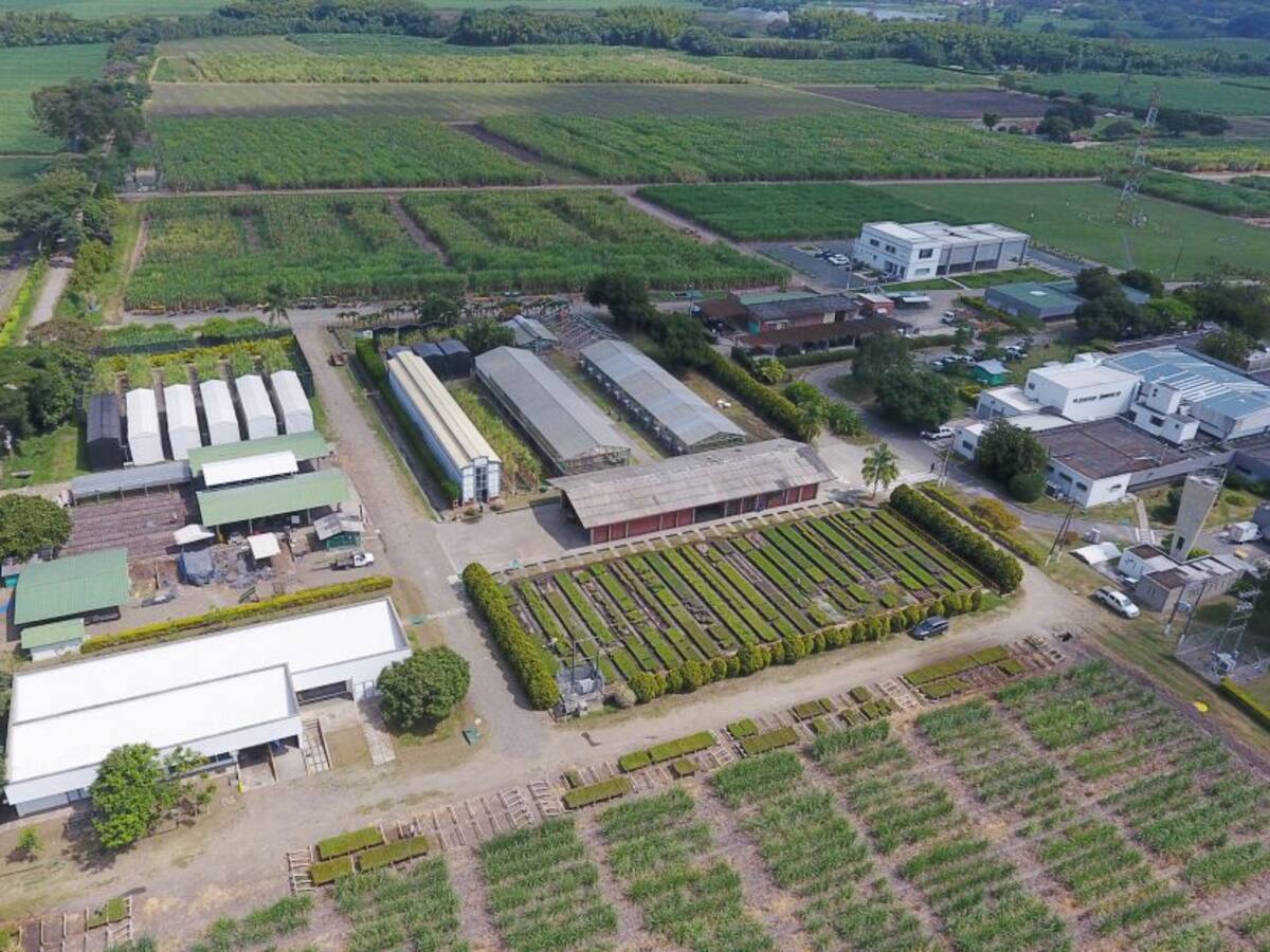 Cenicaña, 44 años de trabajo por mejor producción de caña de azúcar