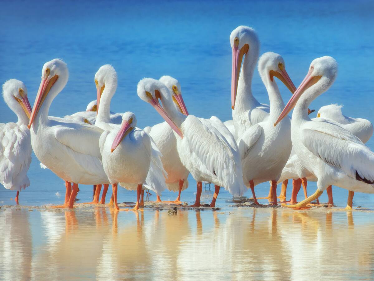 ¿Por qué fallecieron cientos de aves en México?