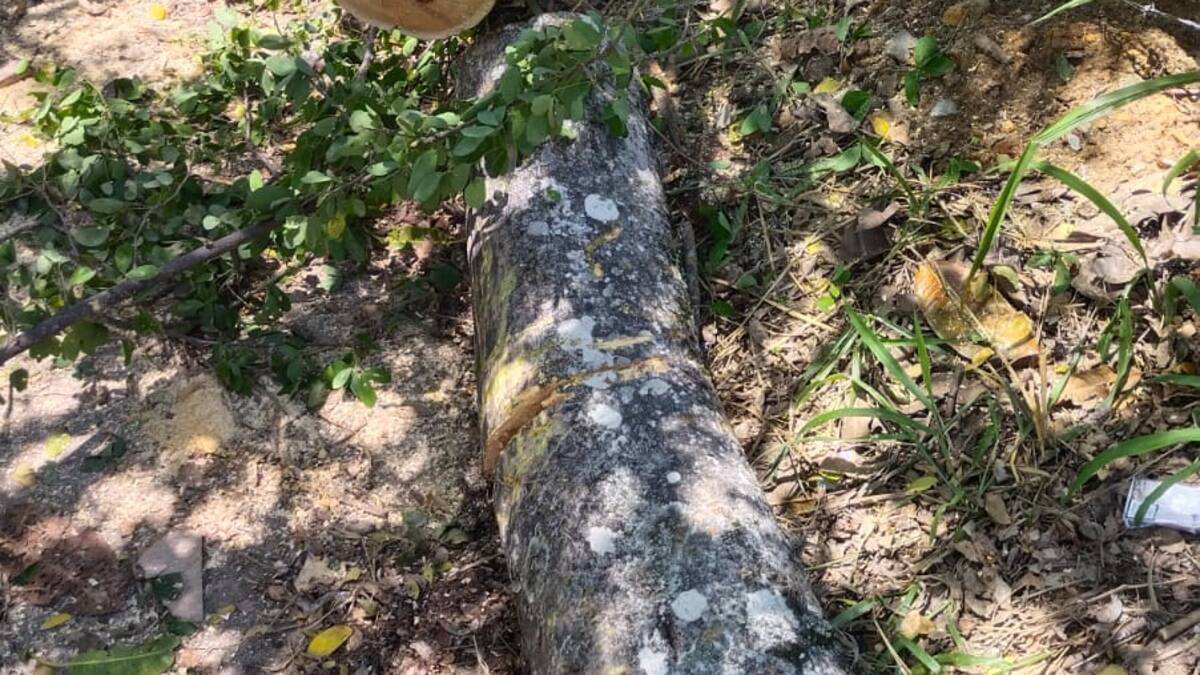 Denuncian arboricidio para la construcción de un edificio