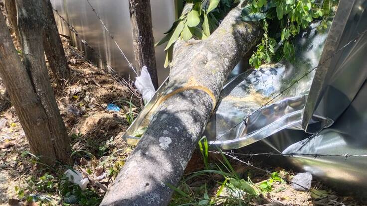 Denuncian arboricidio para la construcción de un edificio