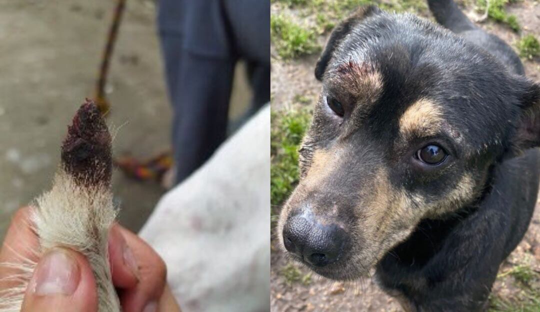 Denuncia maltrato animal en Bogotá 