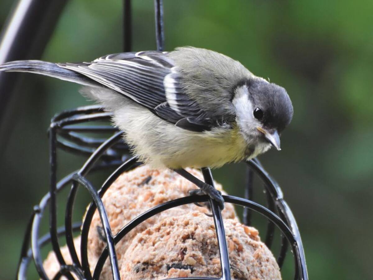 Avistamiento y conservación de aves