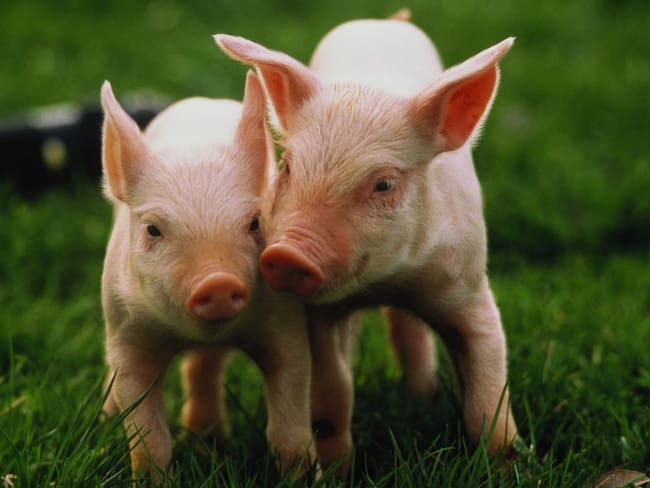 Según Invima, peste Porcina Africana no afecta al humano