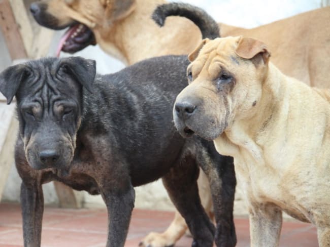 “Gracias al perro por la pose en cuatro”, una campaña que busca salvar y proteger canes