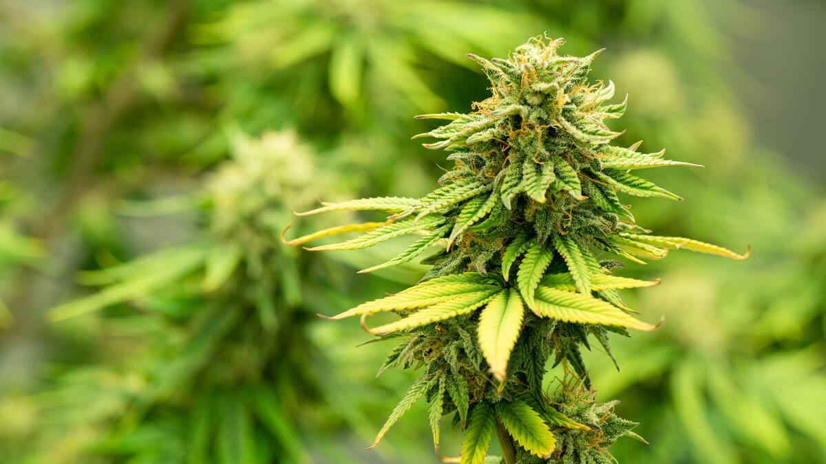 Multinacional de cannabis medicinal en Pesca, pide apoyó al Congreso de la República.
