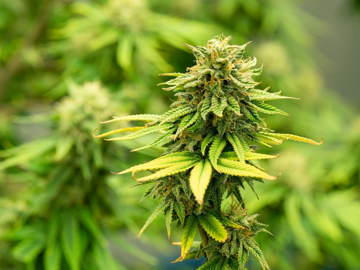 Asocolcanna: mercado de cannabis de uso adulto existe, pero está en manos de criminales