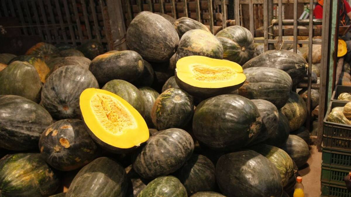 Agua, piden productores de ahuyama en La Guajira