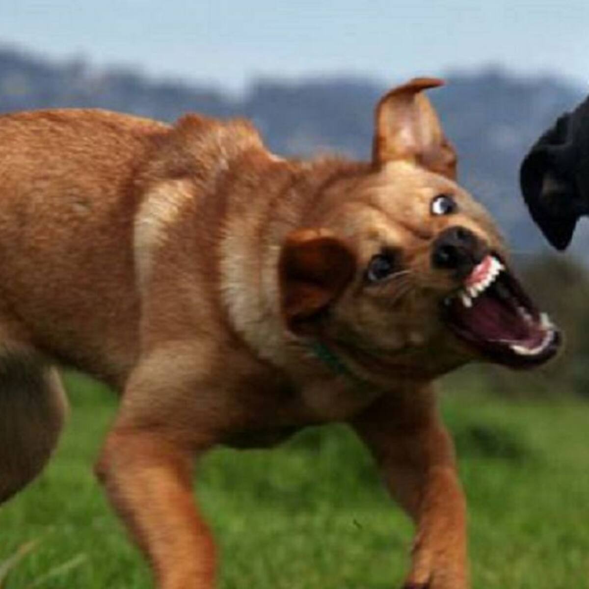 Un niño de tres años fue mordido por un perro en Bello