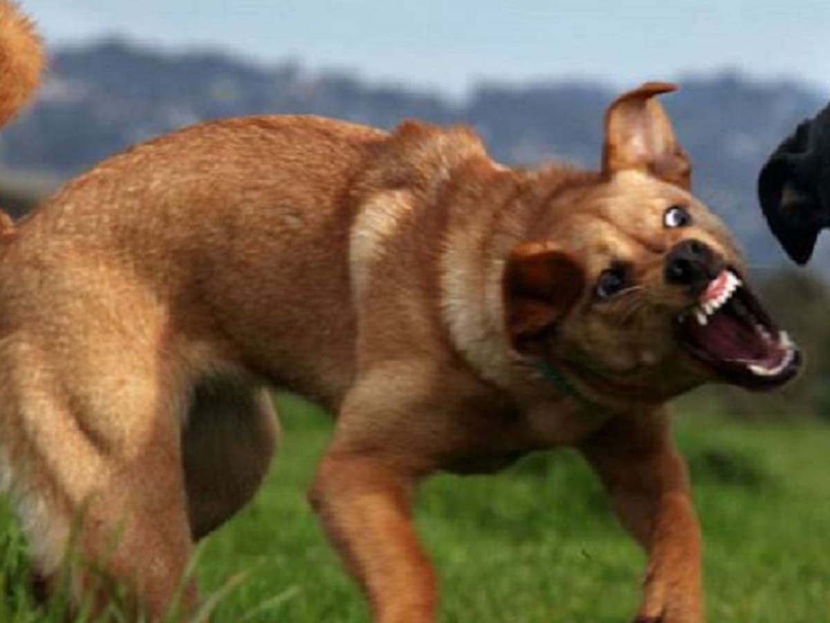 Un niño de tres años fue mordido por un perro en Bello