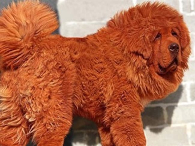 Un mastín tibetano rojo es el perro más caro del mundo