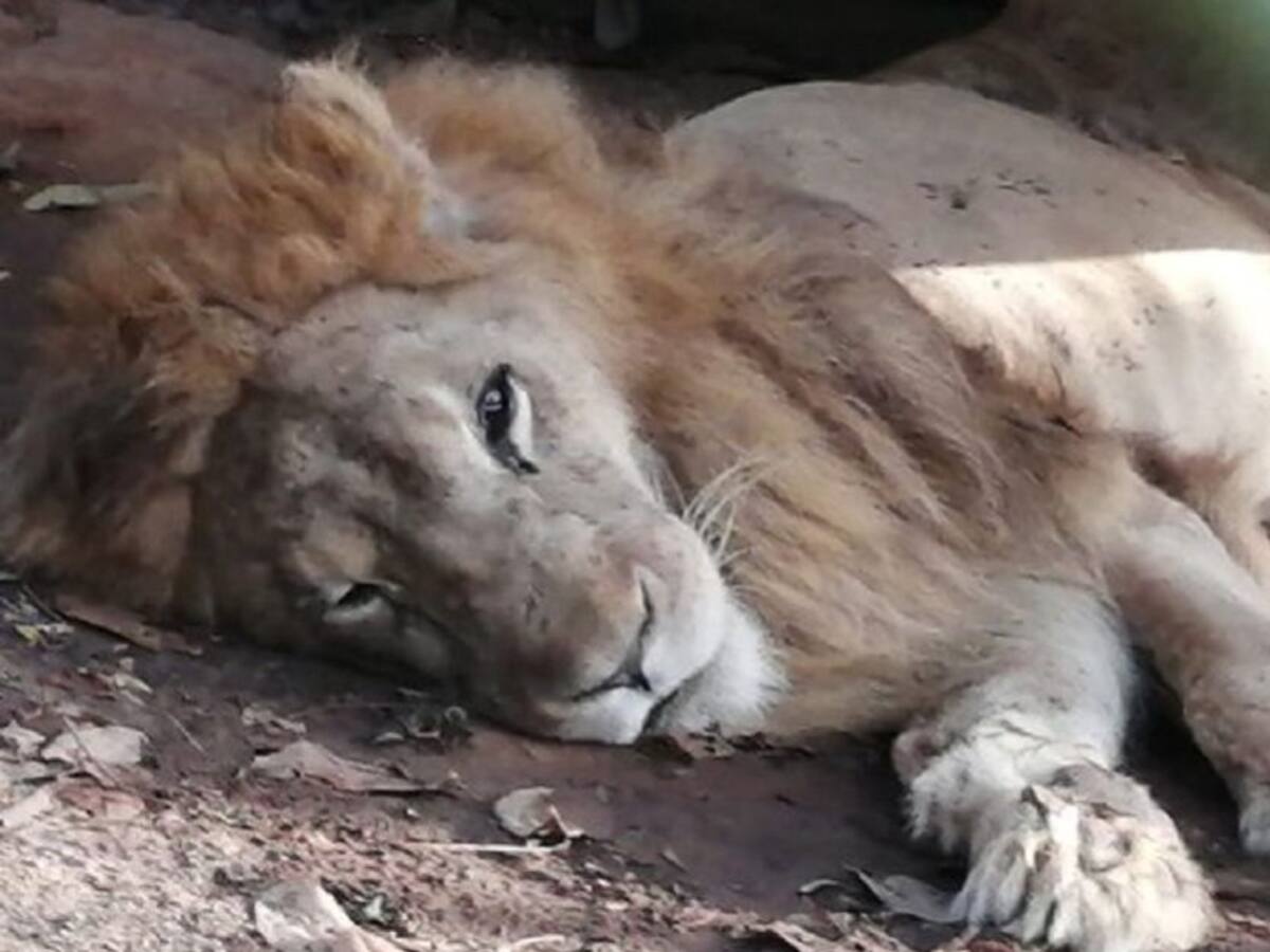 Fiscalía investiga presunto maltrato al León Júpiter