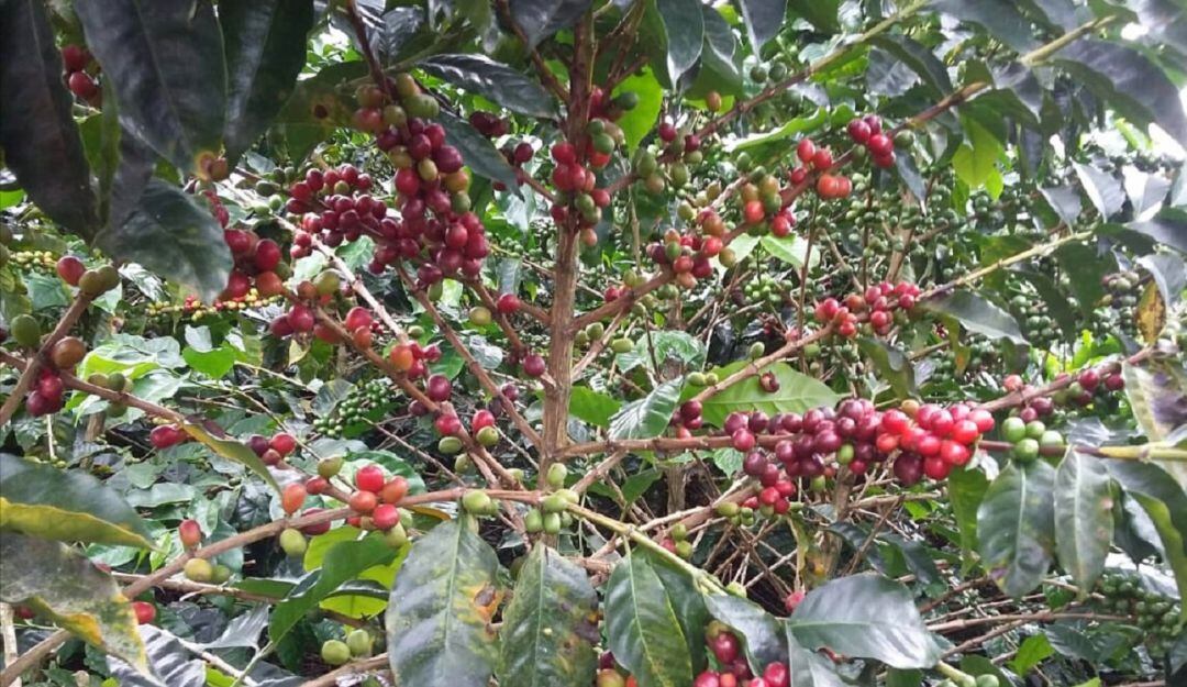 Precauciones de los caficultores ante el COVID-19