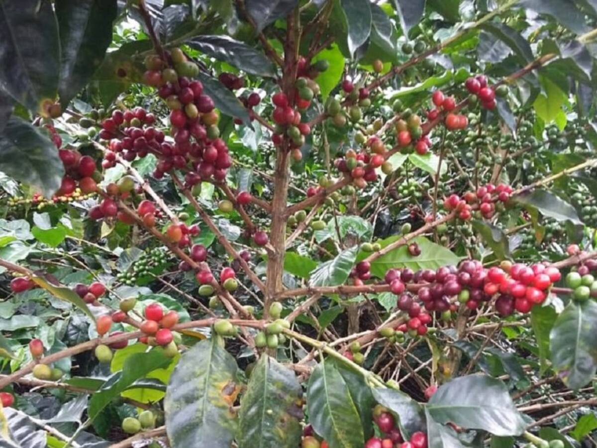 Caficultores adoptan medidas por el COVID-19 durante la cosecha