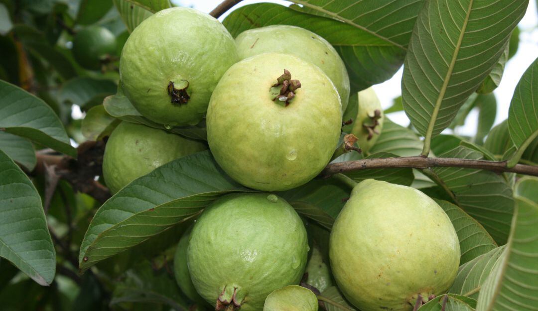 Guayabas
