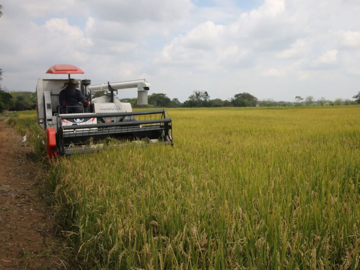 Productor: En Colombia se consume muy poco arroz