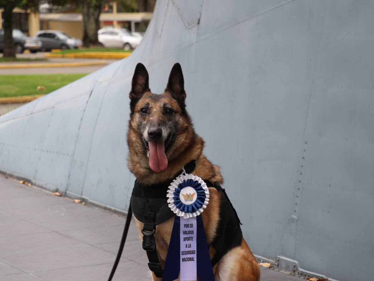 “Lara”: la perrita antiexplosivos que se despide con honores de la Fuerza Aérea Colombiana