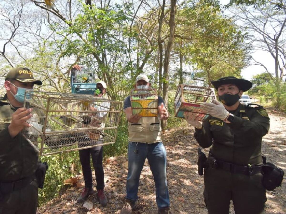 Liberan 60 aves en zona de bosque seco tropical en Cartagena