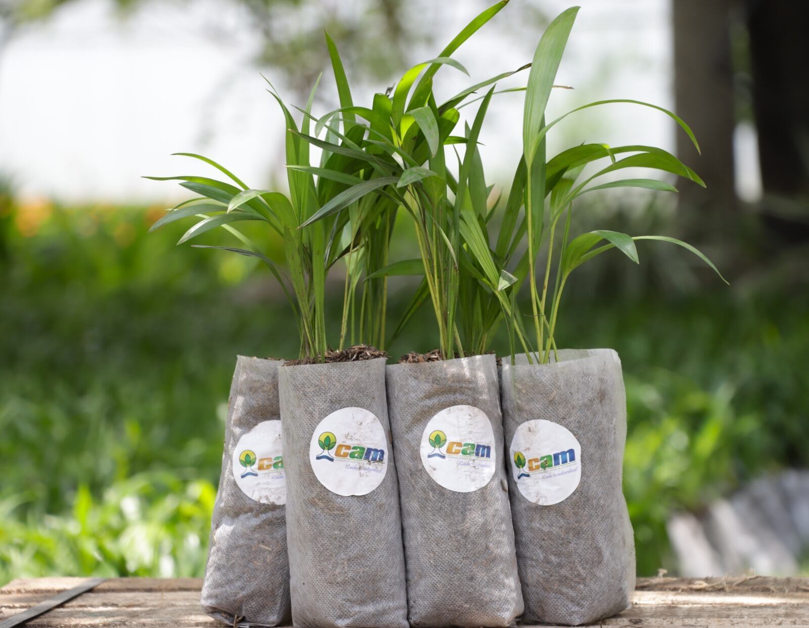 Es importante recordar que el tráfico de fauna y flora silvestre son delitos penales que pueden dar hasta 10 años de cárcel.