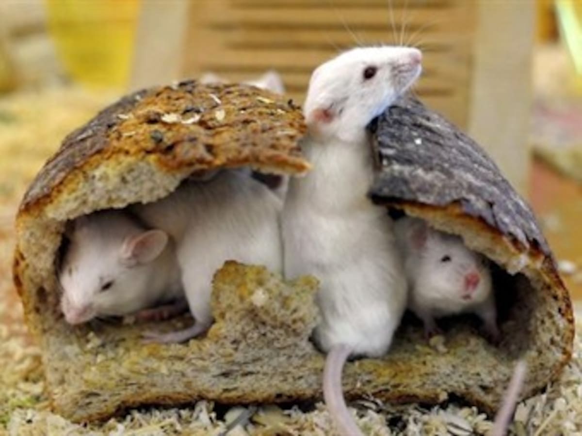 Los experimentos con animales descendieron en Israel un 16% desde 2007