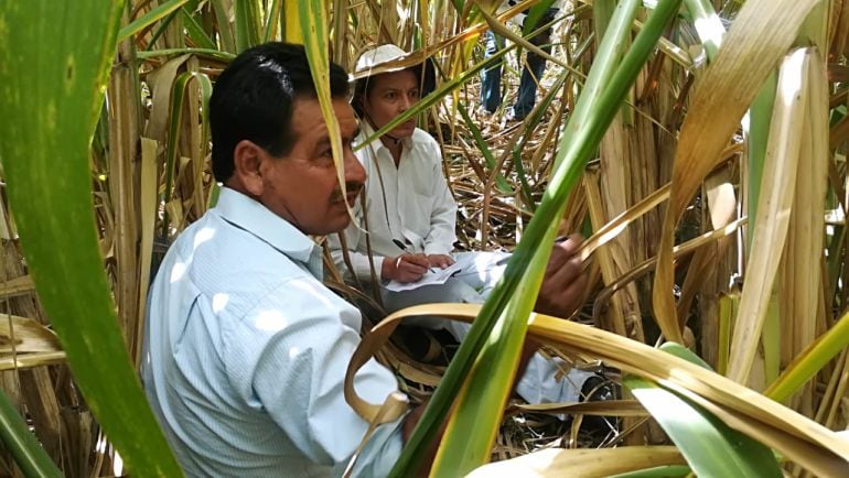 Producción e investigación sobre la caña