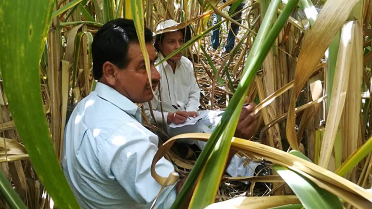 Azúcar y panela: verdades y mitos